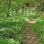 Weg durch den Wald