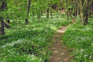 Weg durch den Wald